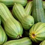 À la découverte des courgettes : secrets et délices du légume vedette de la saison